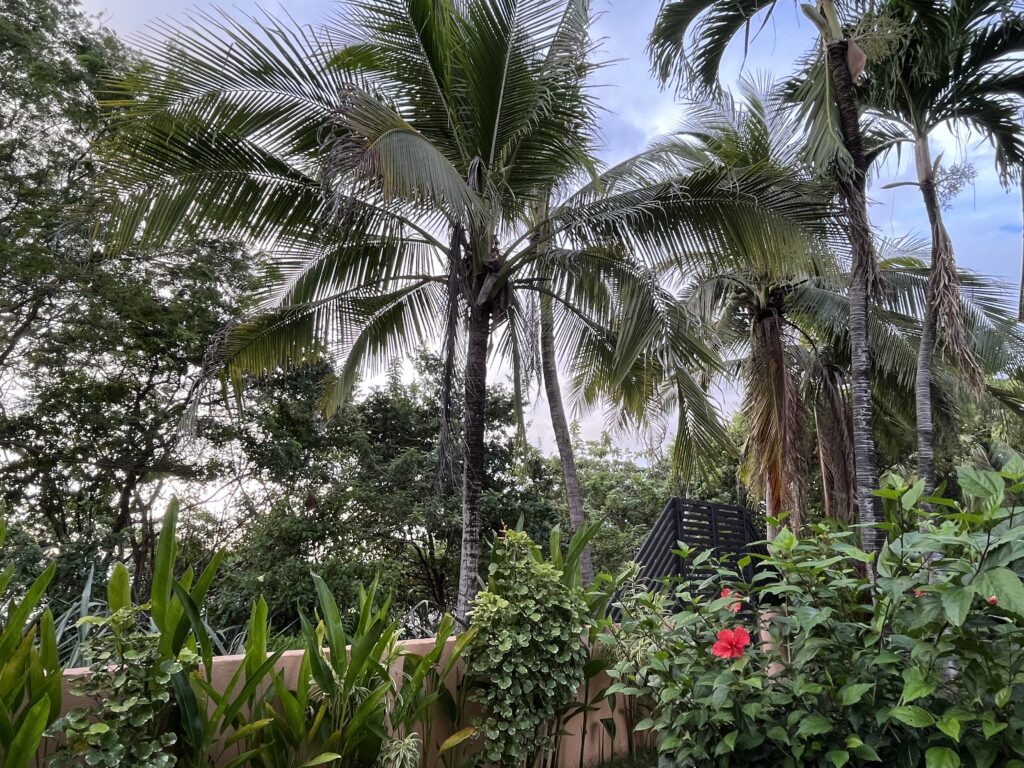 Patio view of palm trees (1)